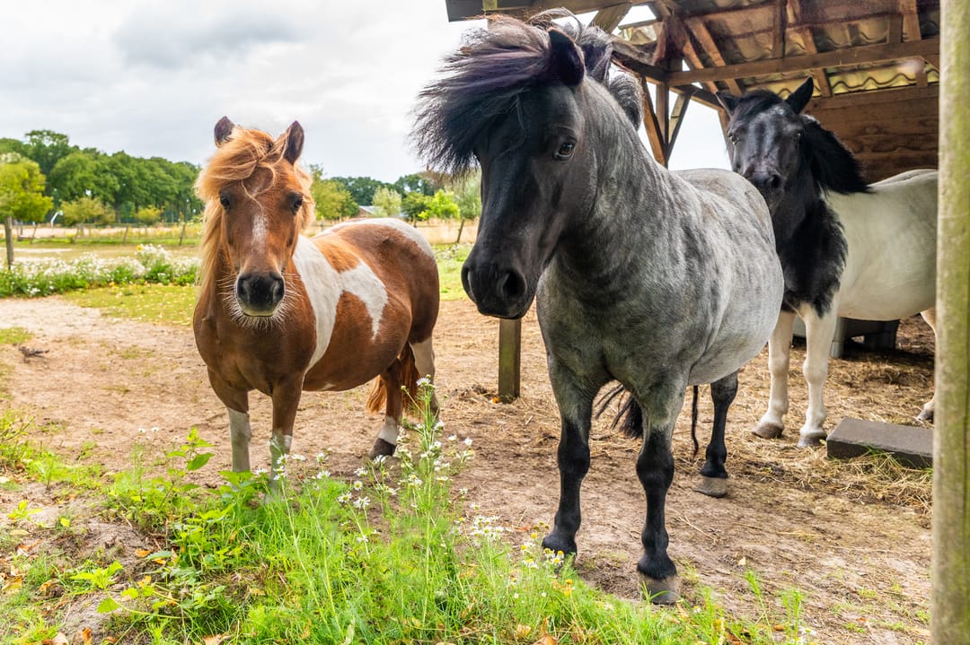 Foto 52 van Weenderstraat 35