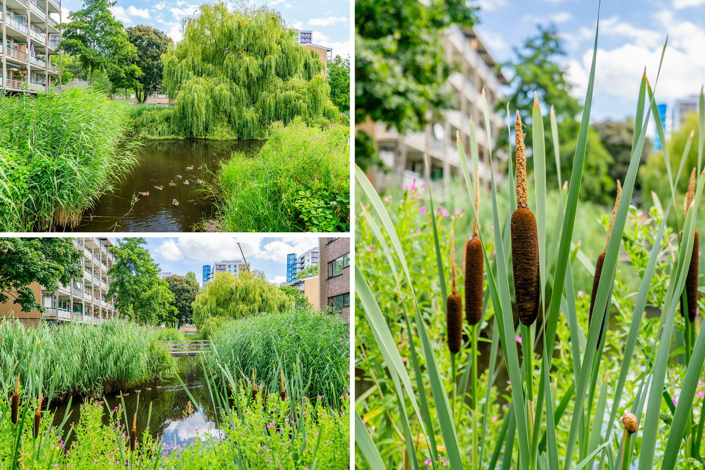 Foto 44 van Julianaplantsoen 241