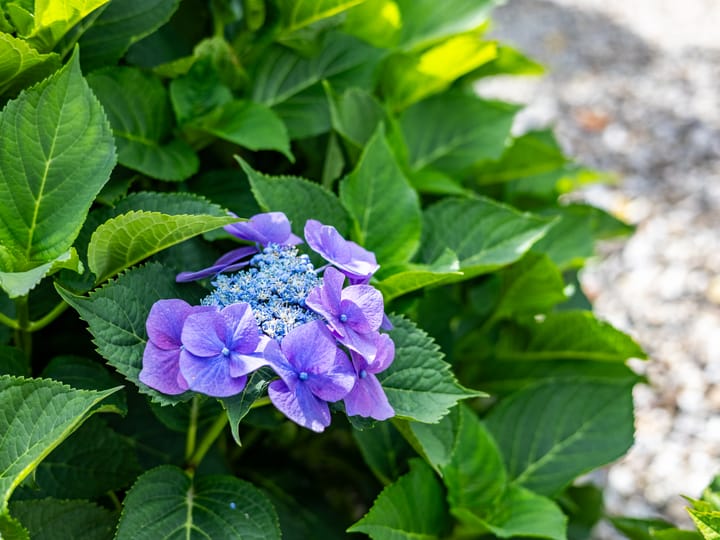 Photo 57 of 't Haagje 8