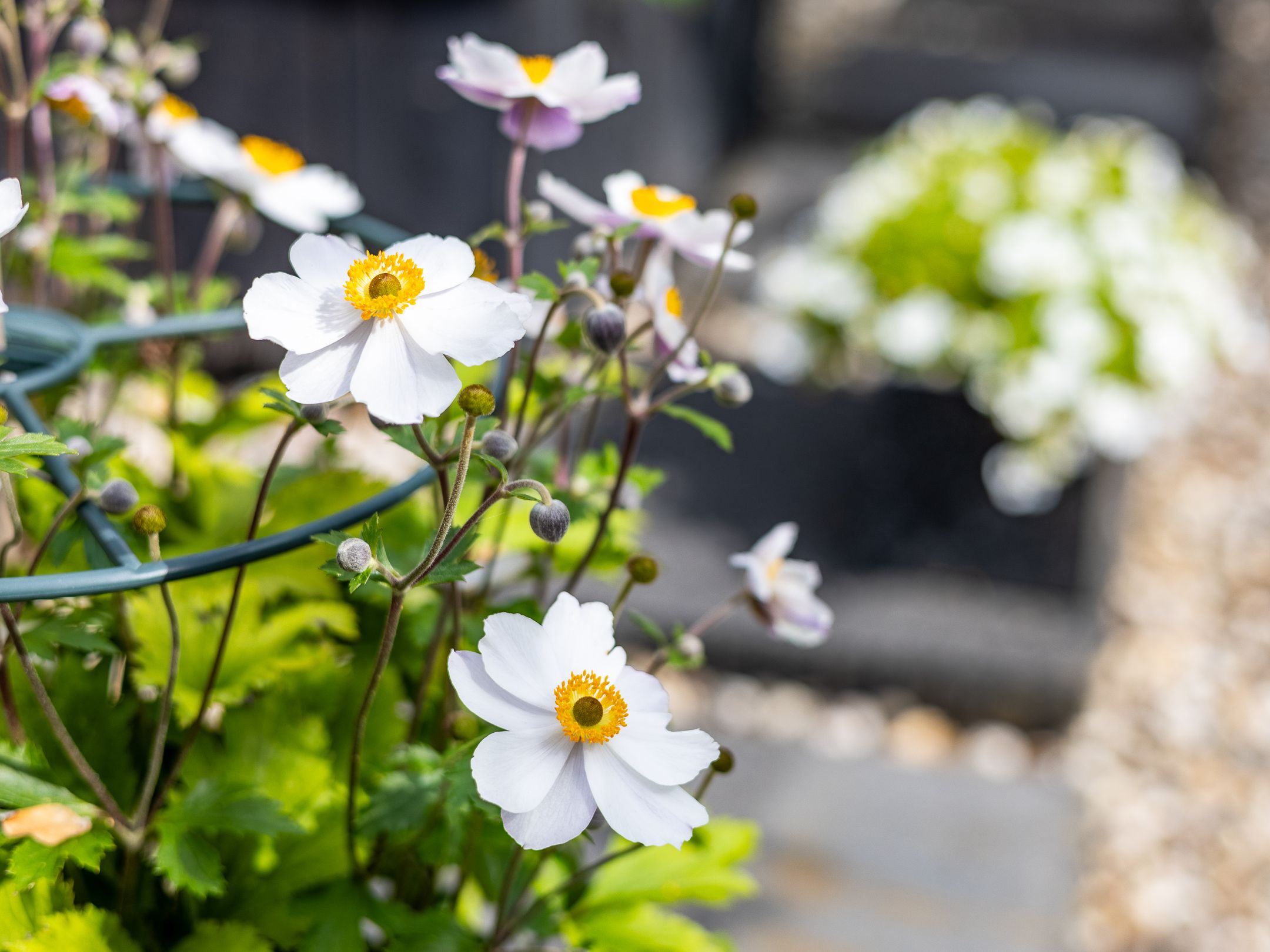 Foto 60 van 't Haagje 8