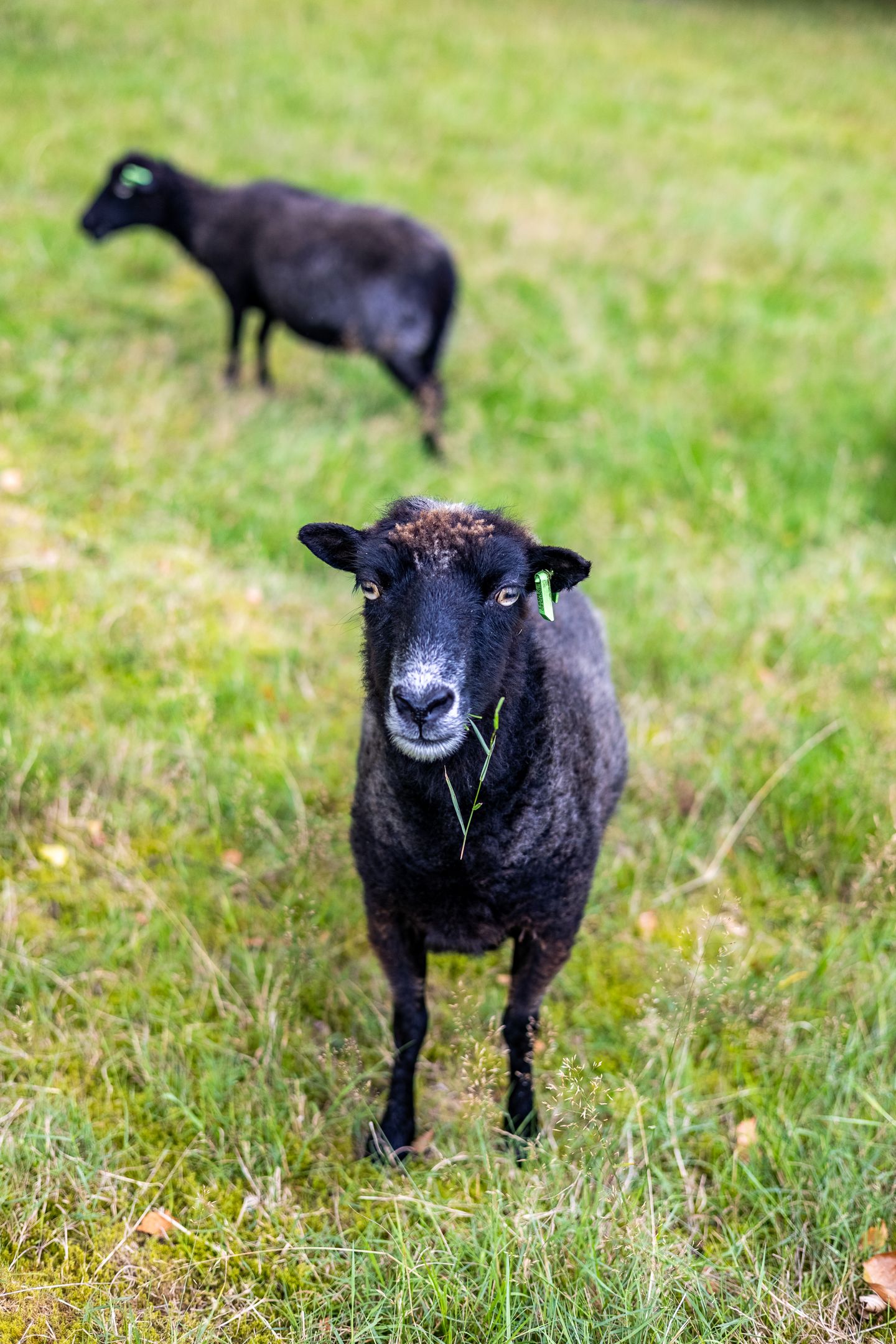 Foto 70 van 't Haagje 8