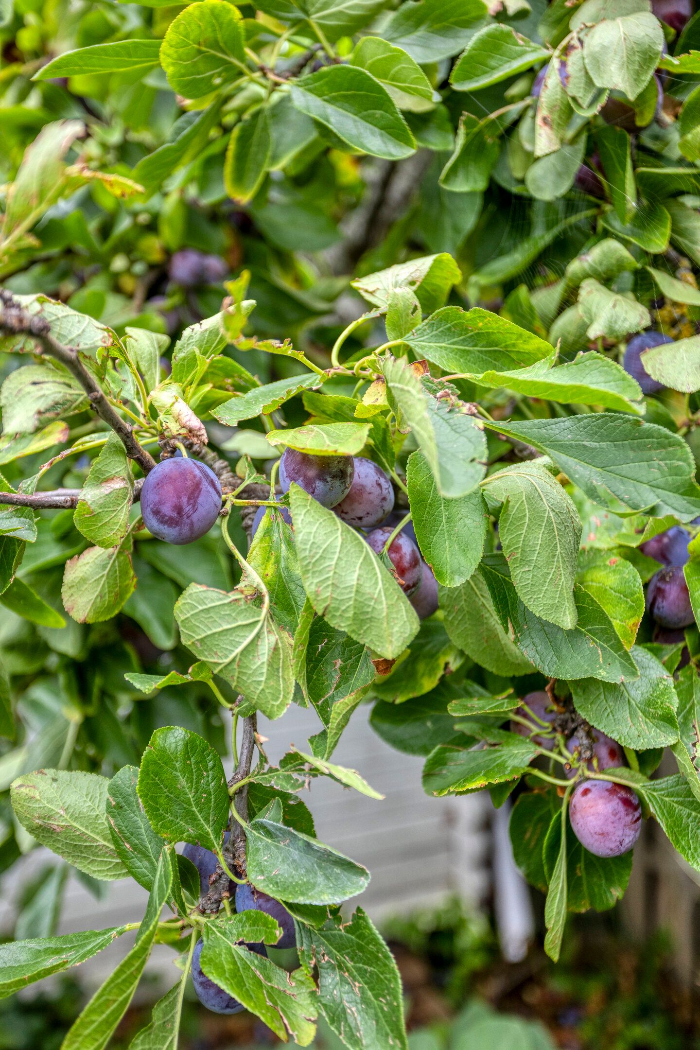 Photo 27 of Wilhelminastraat 50