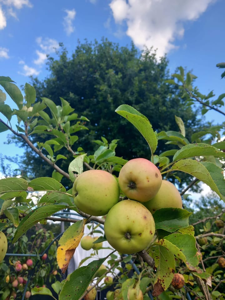 Foto 39 van Evertsenstraat 38