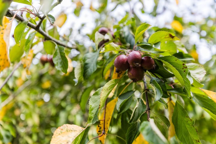 Foto 31 van Vliestroom 52