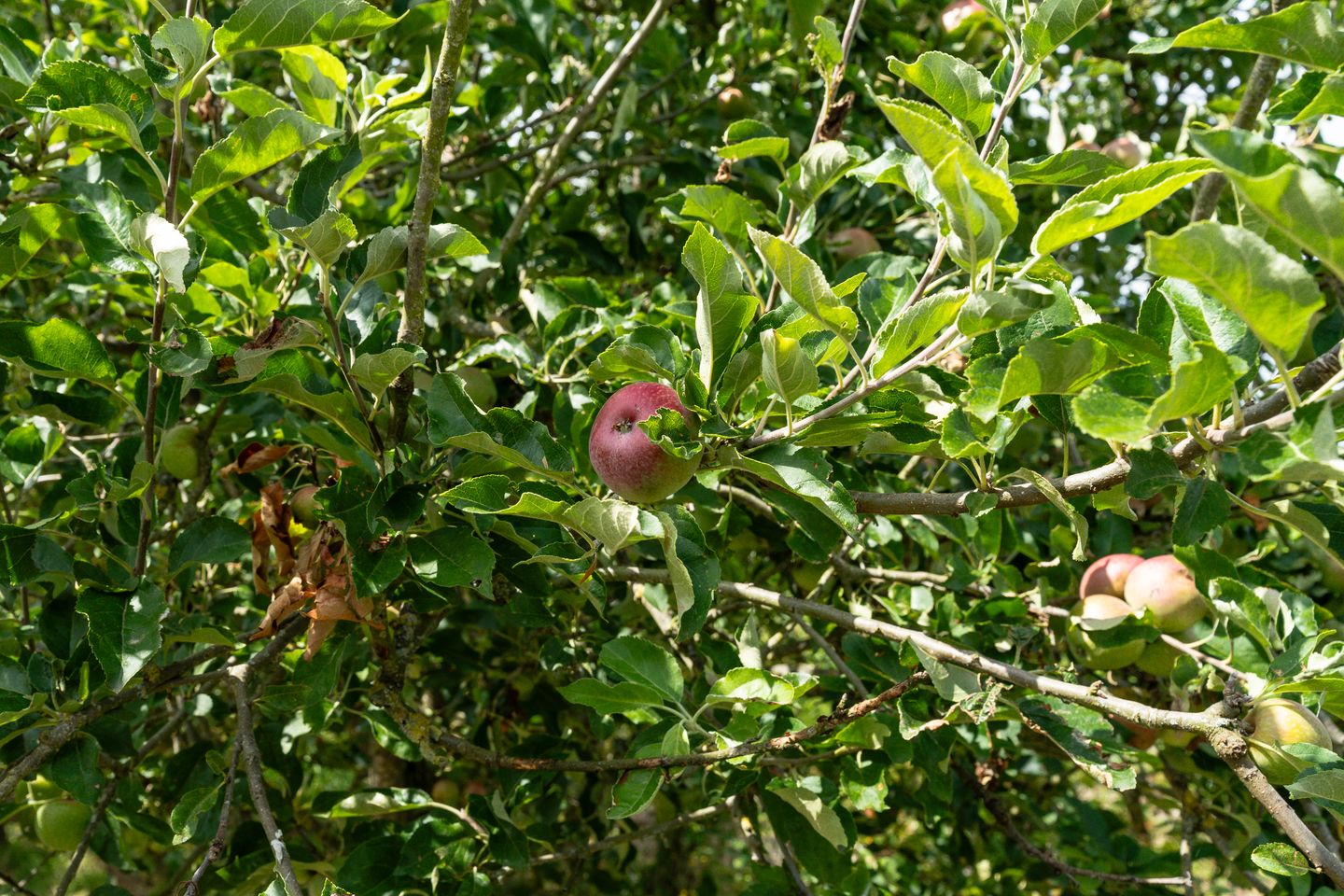 Foto 70 van Kortenhoevenseweg 147