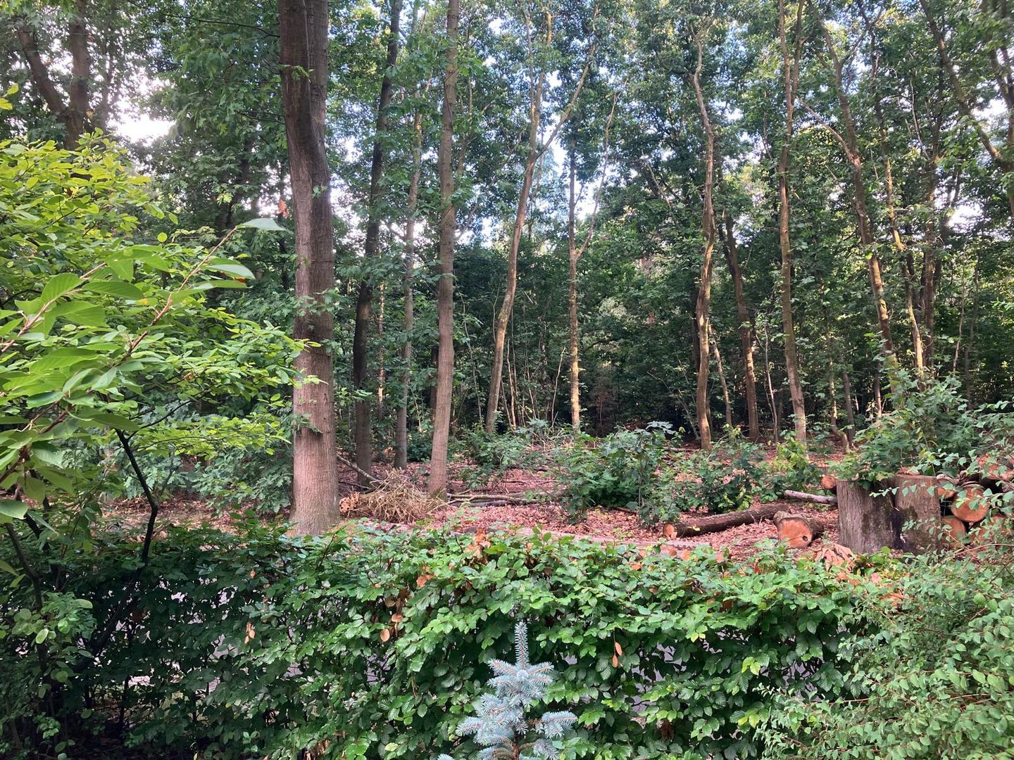 Foto 49 van Rode Heikorstlaan 22