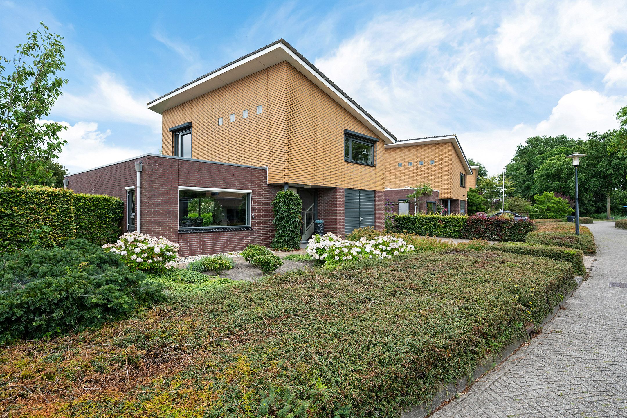 Photo 6 of Waterranonkel 6