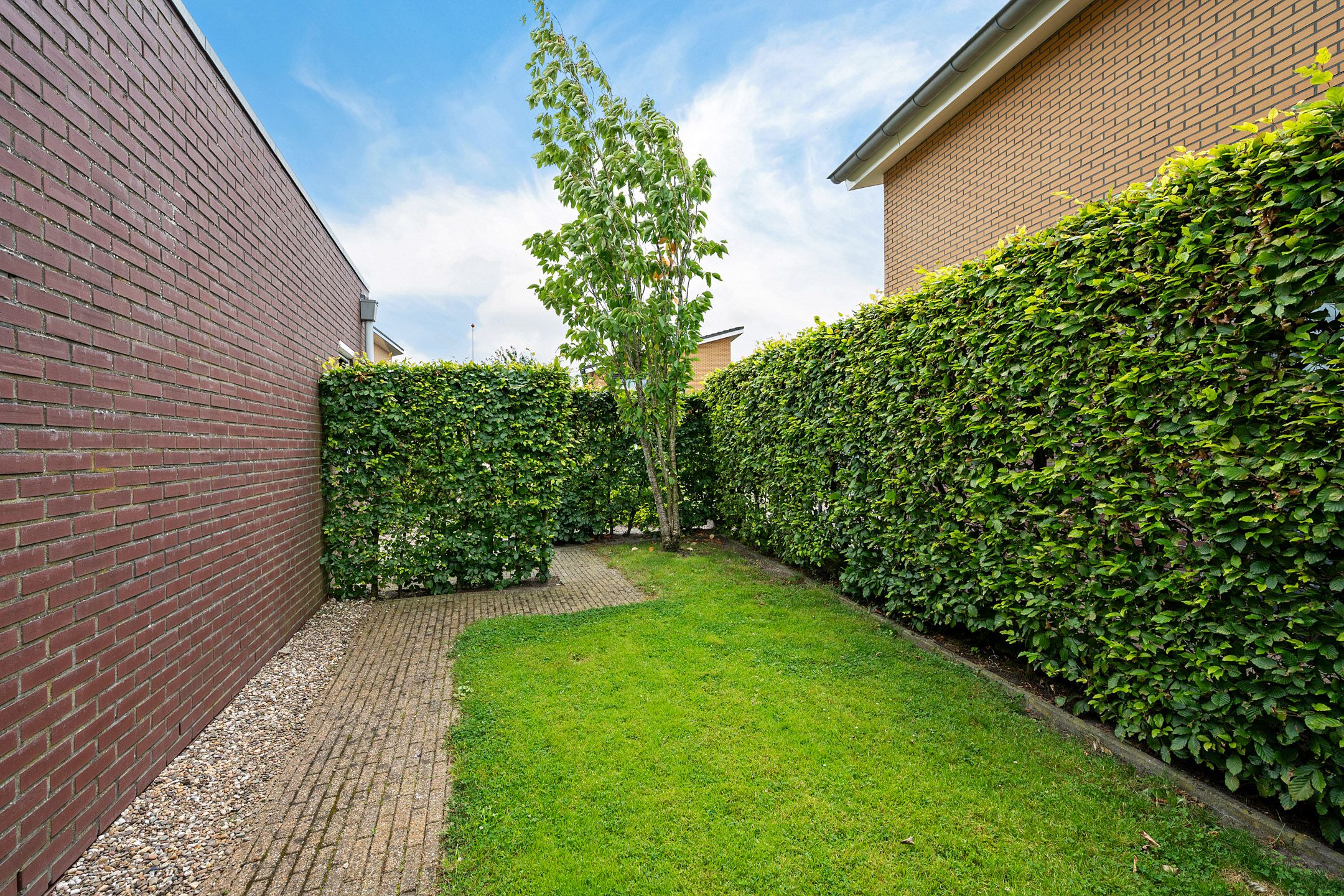 Photo 33 of Waterranonkel 6