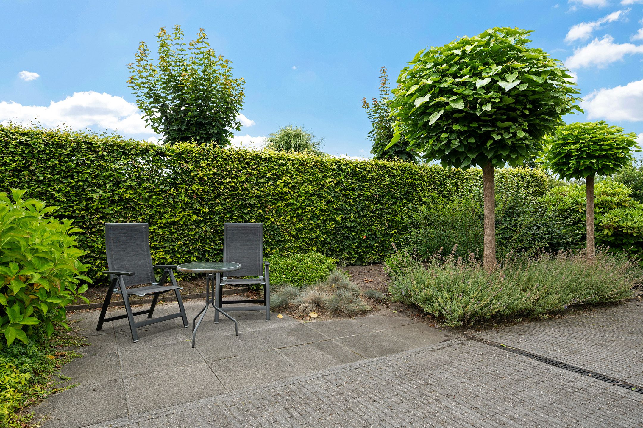 Photo 36 of Waterranonkel 6