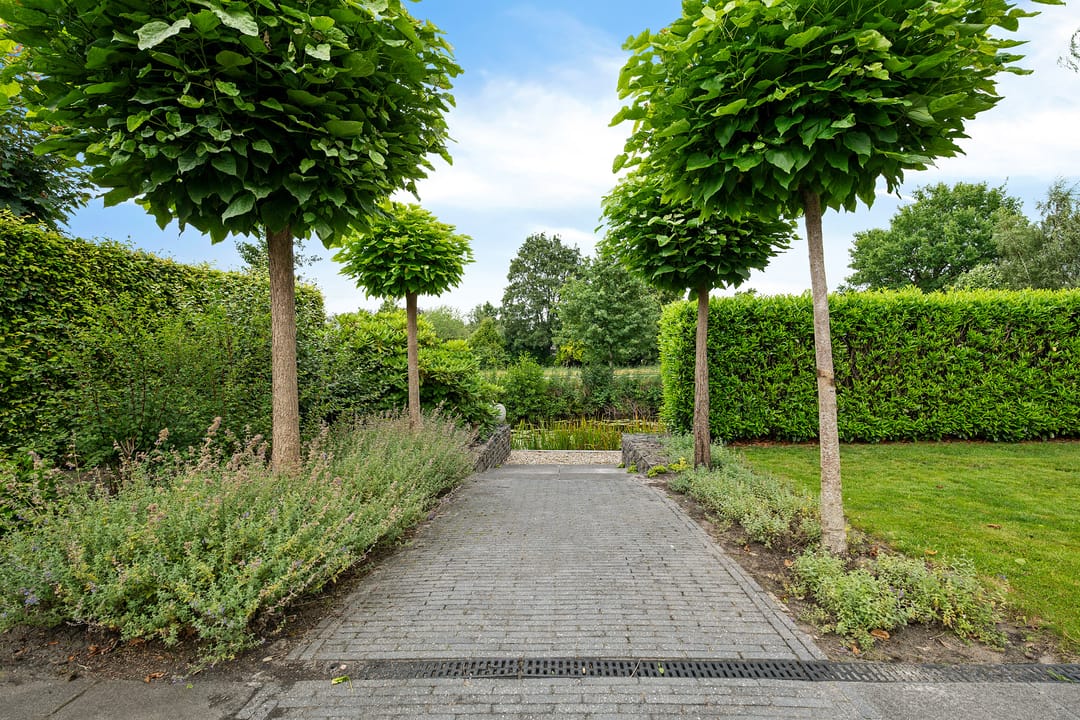 Photo 37 of Waterranonkel 6