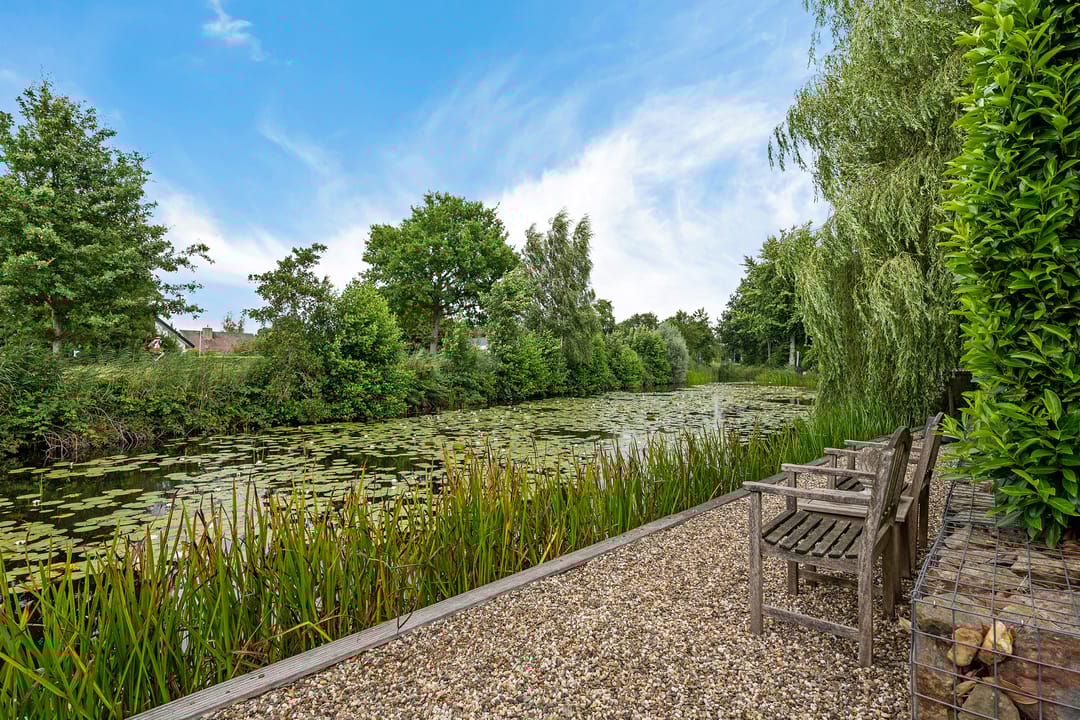 Photo 38 of Waterranonkel 6