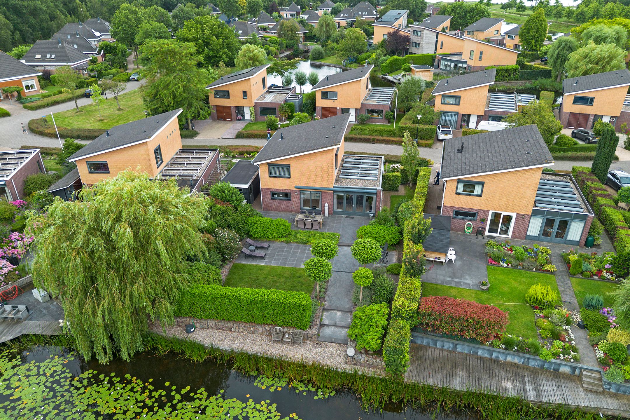 Photo 45 of Waterranonkel 6