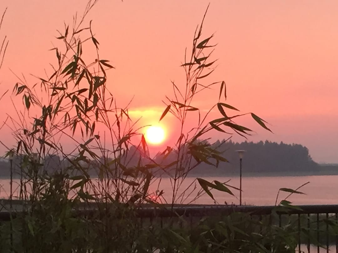 Foto 32 van Waterlelie 33