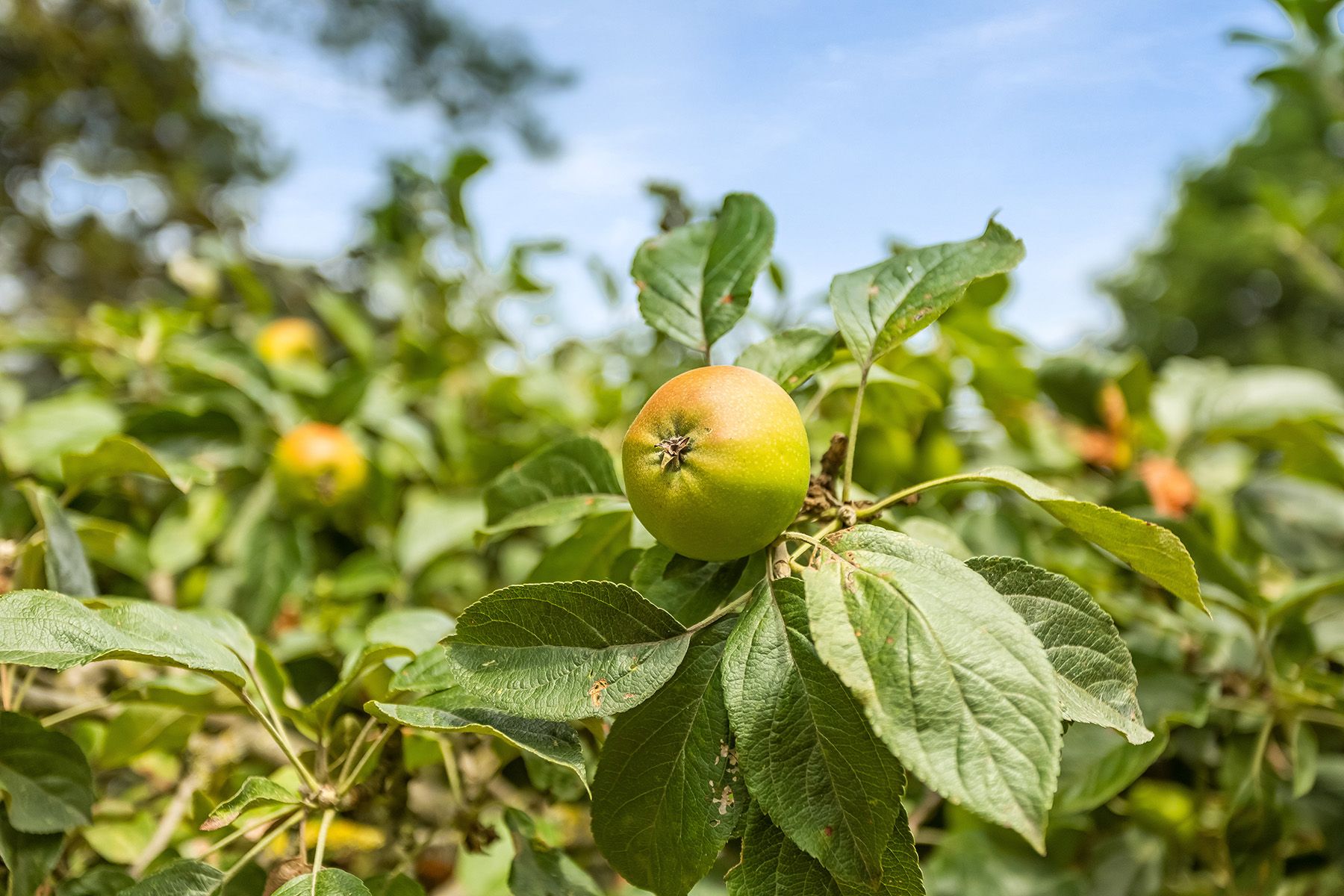 Foto 33 van Bartelbaan 2