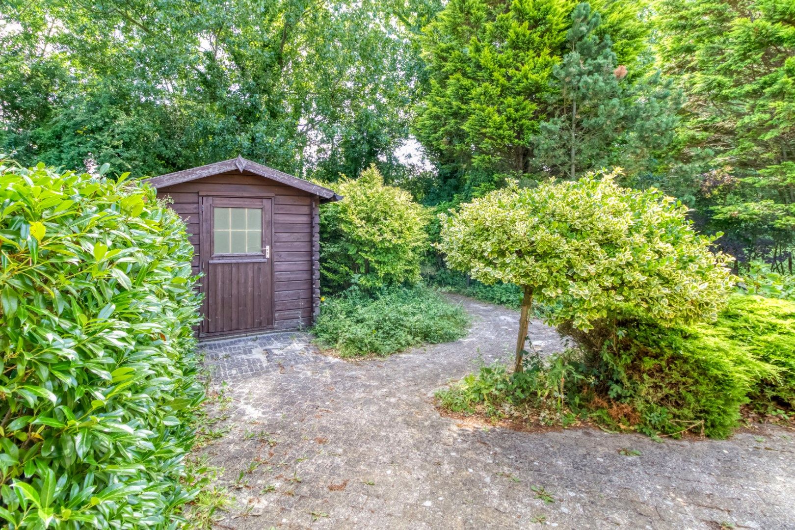 Foto 51 van Liguster 87