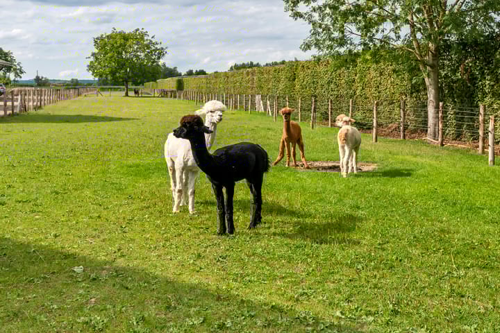 Foto 34 van Zandstraat 21