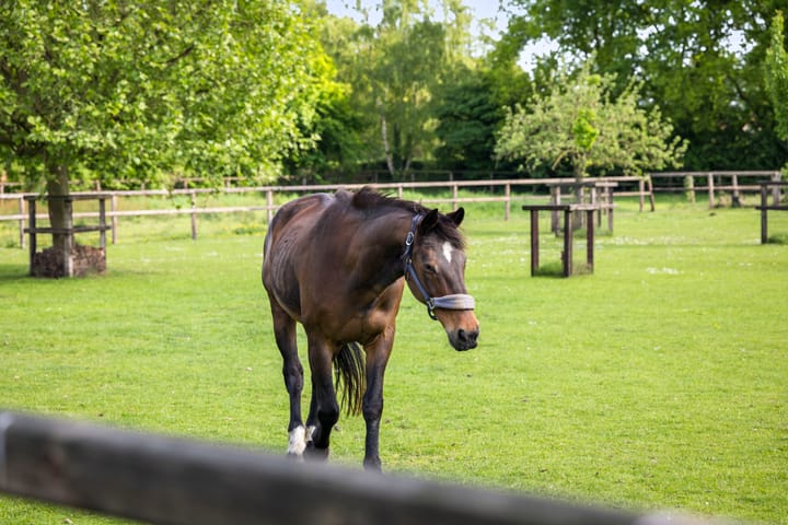 Foto 17 van Dennendijk 6