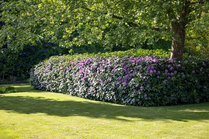 Foto 66 van Dennendijk 6