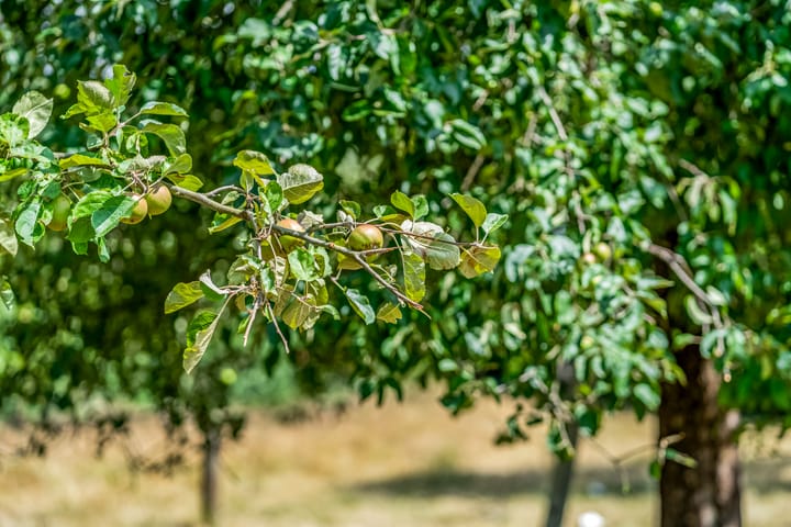 Foto 53 van Rijndijk 41