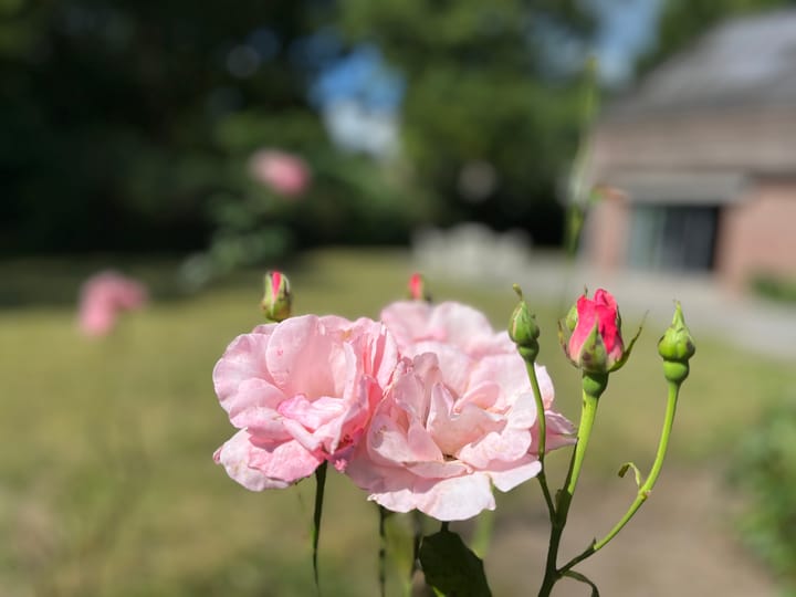 Foto 16 van Hoefijzer 60