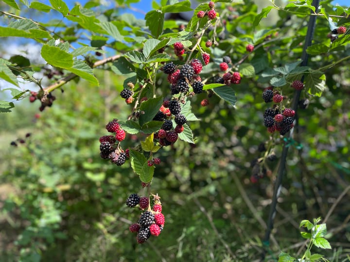 Foto 26 van Hoefijzer 60