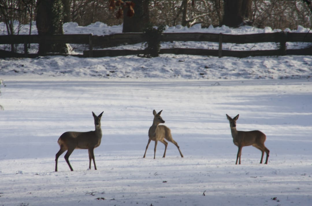 Foto 86 van Sallandsweg 9