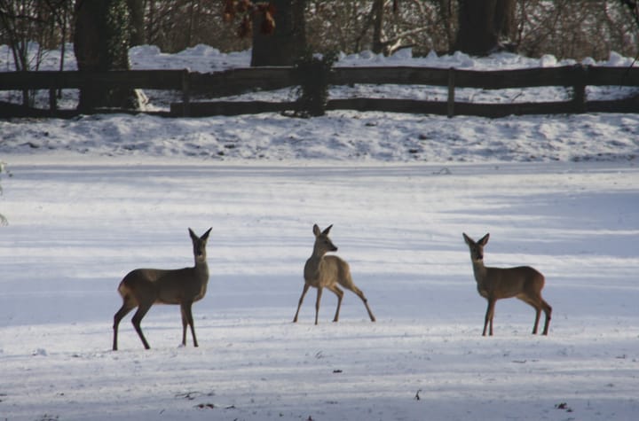 Foto 86 van Sallandsweg 9