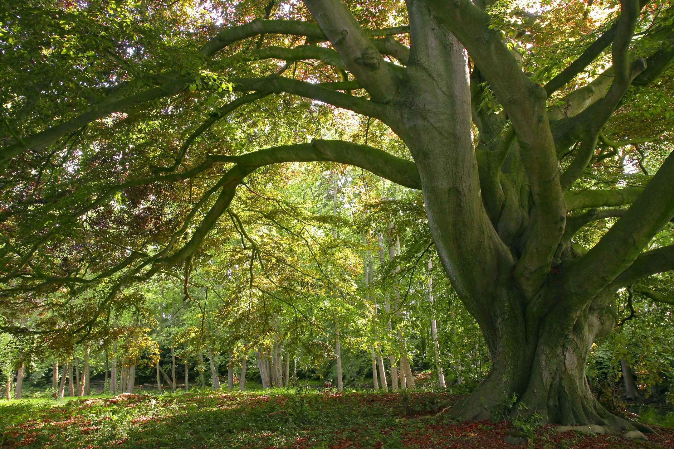 Foto 87 van Sallandsweg 9