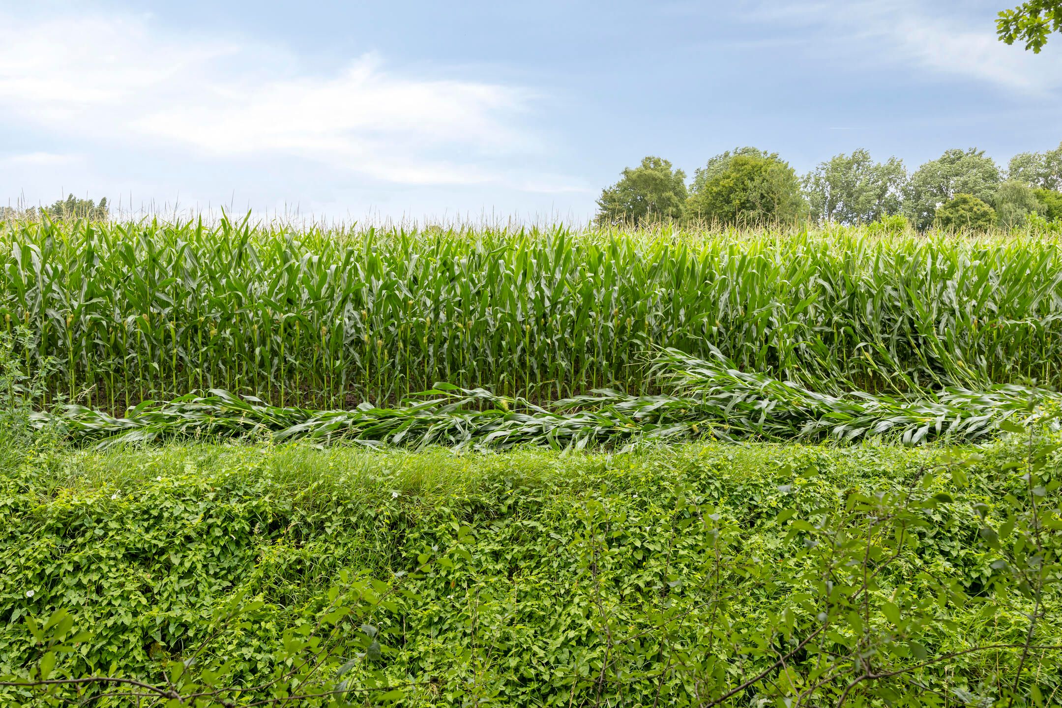 Photo 30 of Jan de Vrieslaan 3