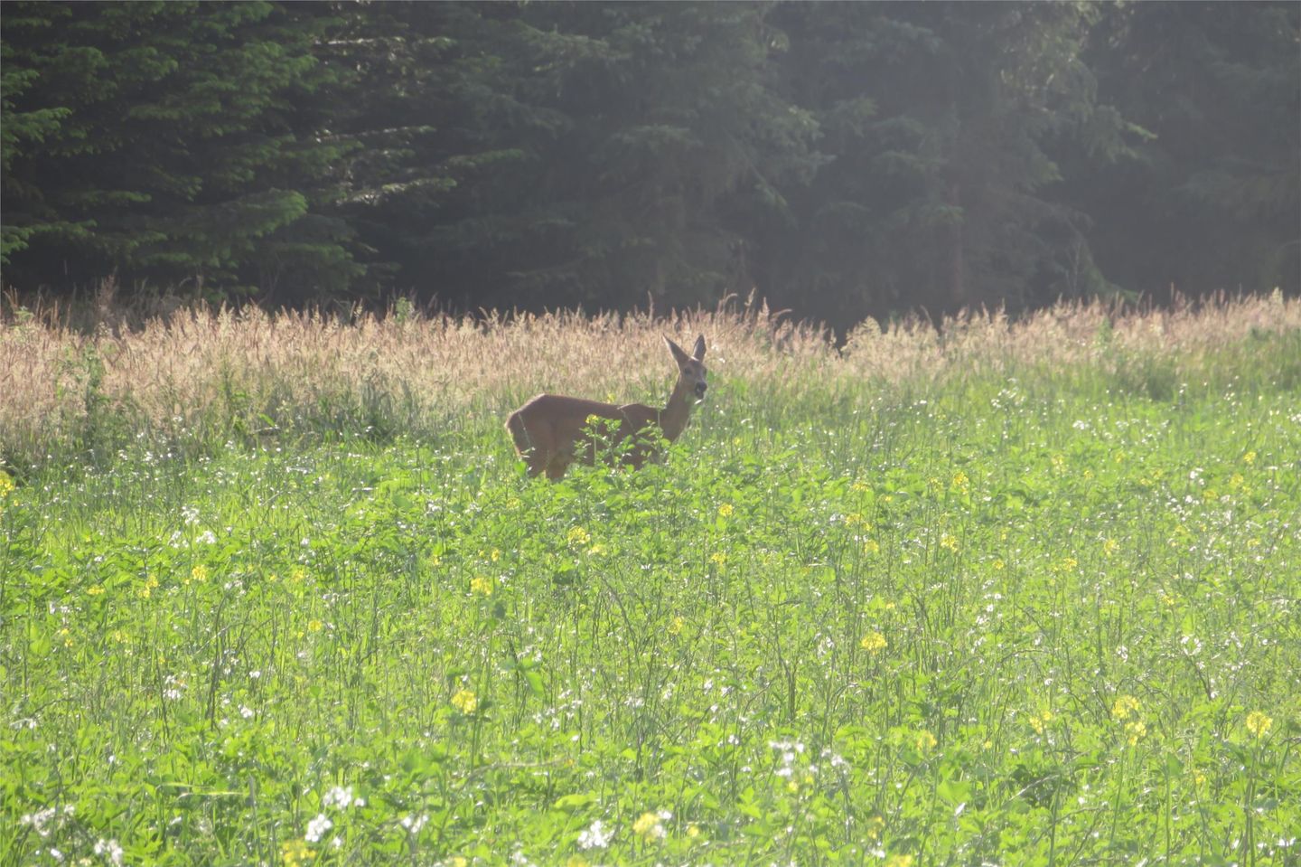 Foto 50 van Sportlaan 34