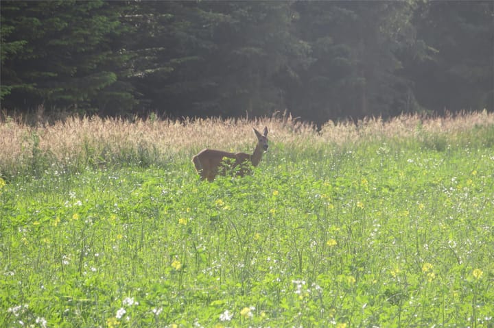 Foto 50 van Sportlaan 34