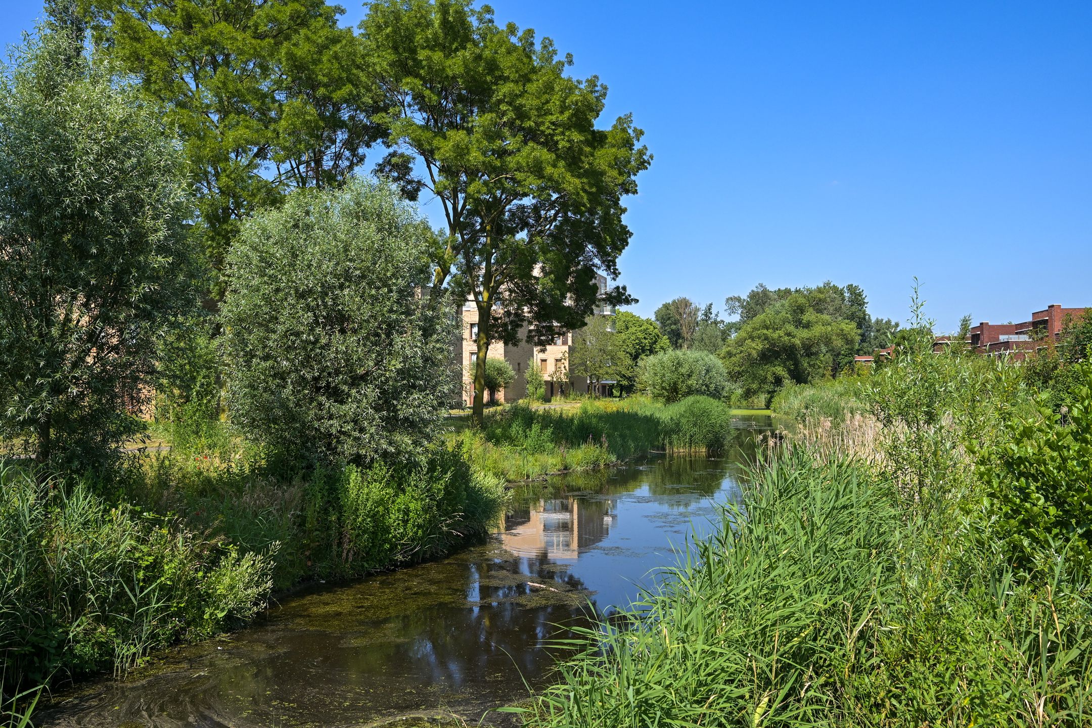 Foto 36 van Boekweitkamp 157