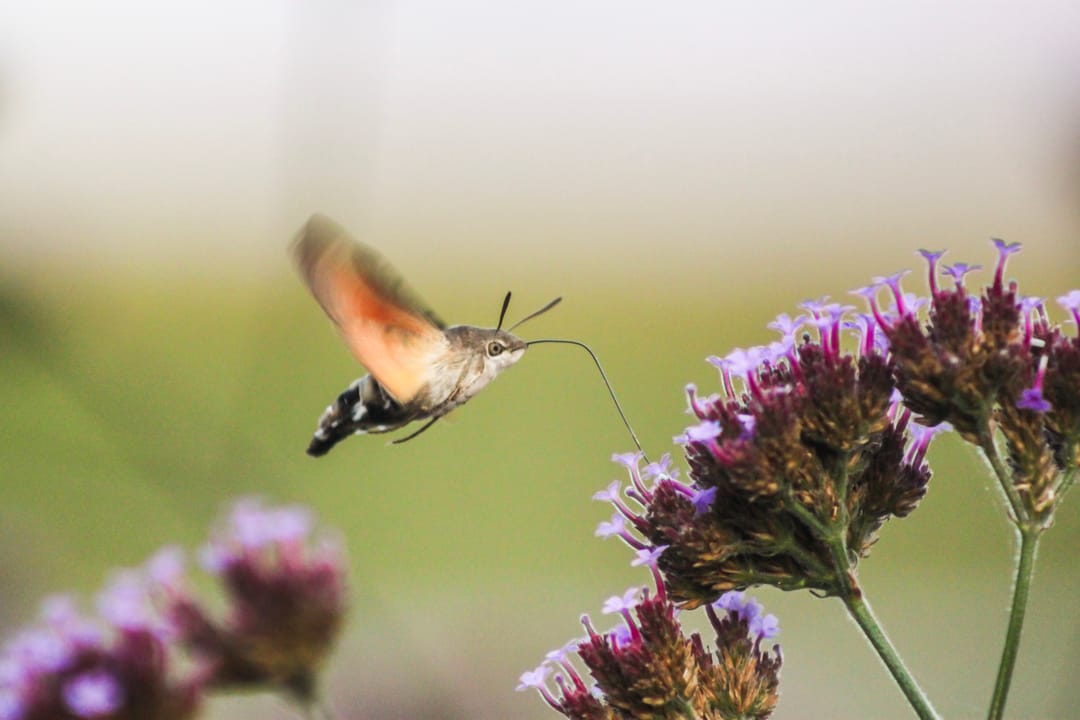 Foto 76 van Waltingaleane 1-A