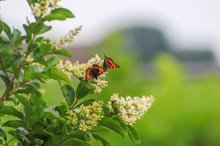 Foto 77 van Waltingaleane 1-A