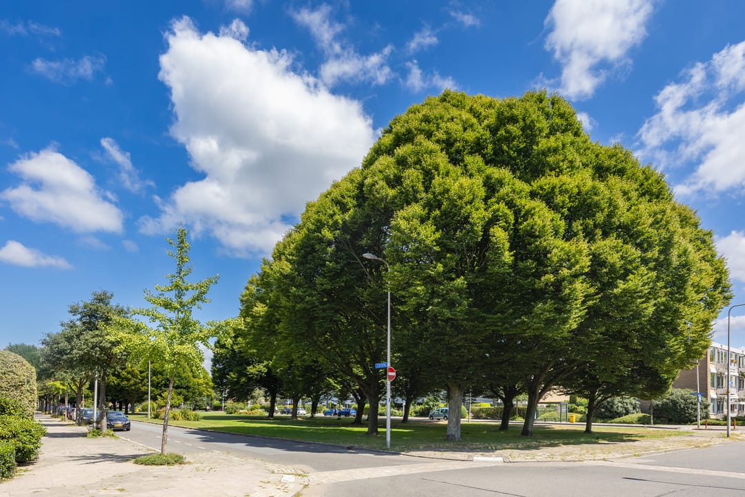 Foto 38 van De Vooysplantsoen 16