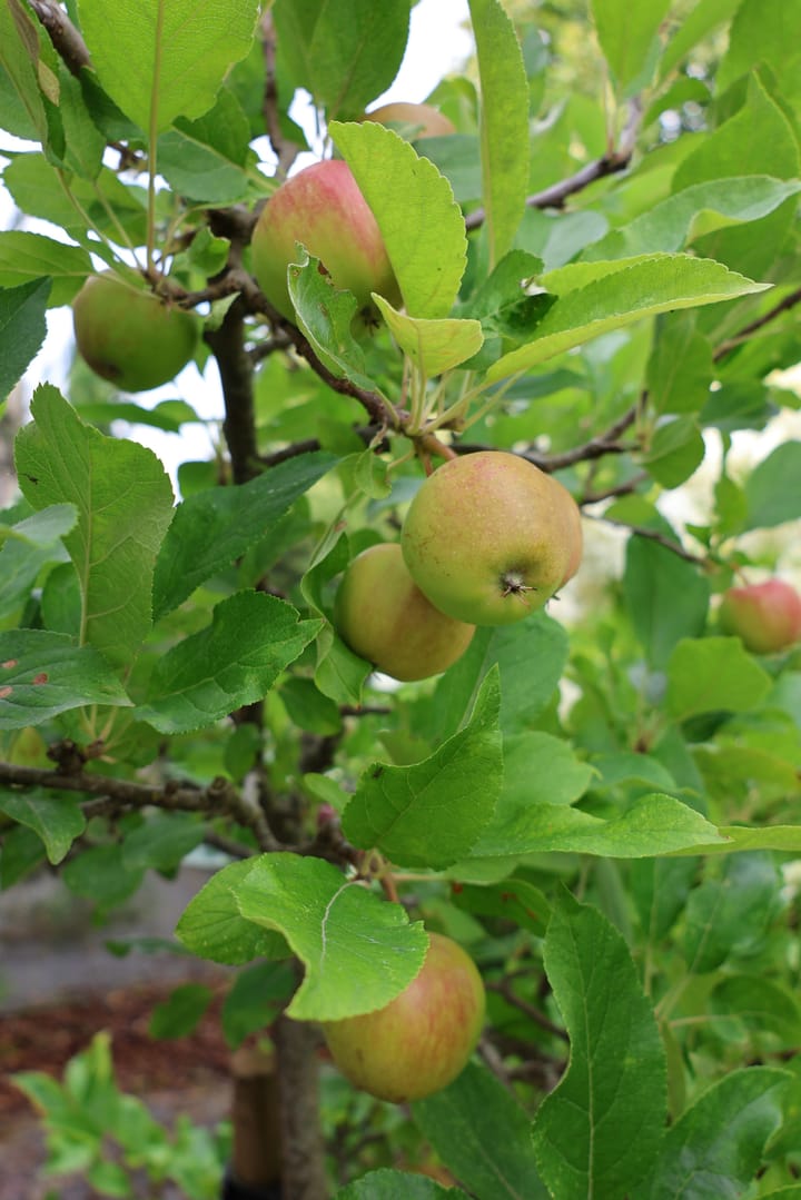 Foto 13 van Croleskwartier 8