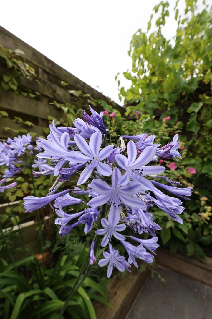 Foto 14 van Croleskwartier 8