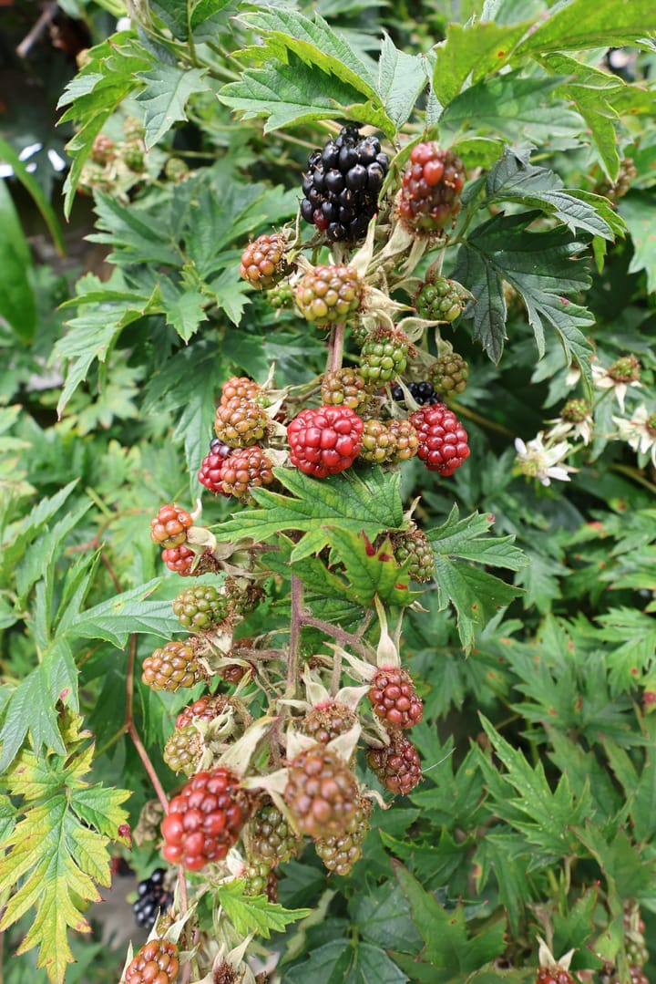 Foto 15 van Croleskwartier 8