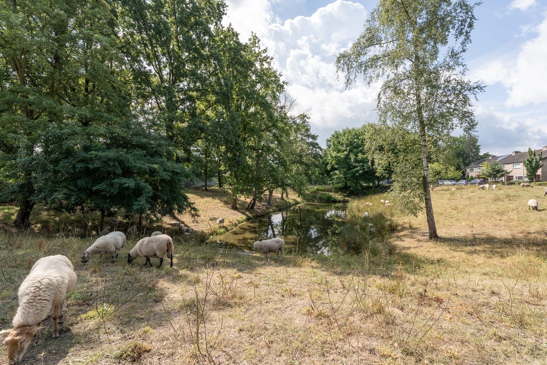 Foto 43 van Platinadijk 76