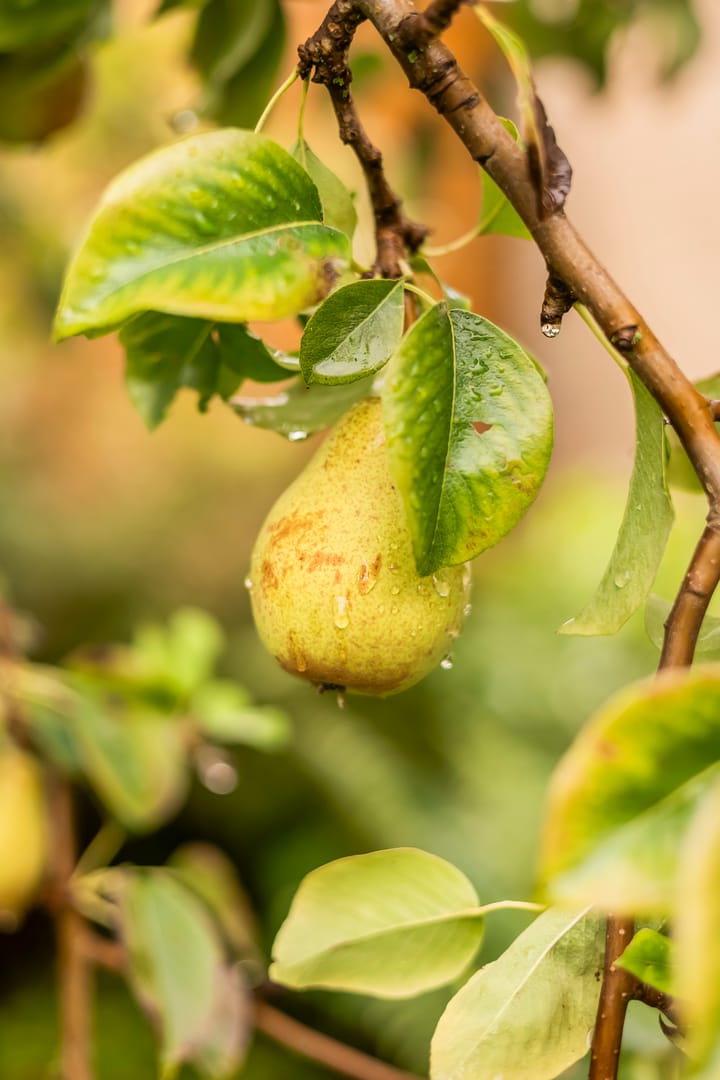 Foto 49 van Menno van Coehoornwei 19