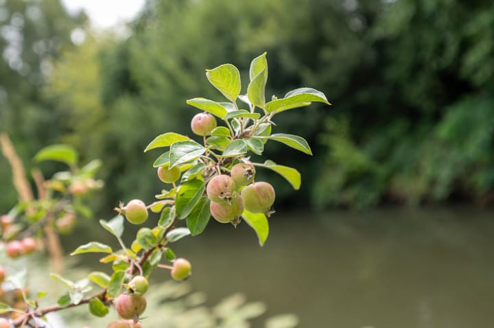 Foto 39 van Pauwenkamp 242