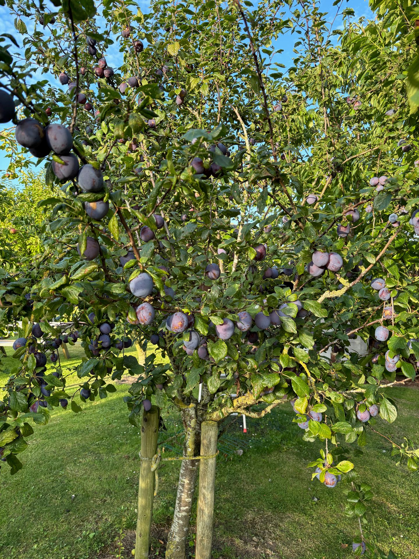 Foto 65 van Dijkweg 199