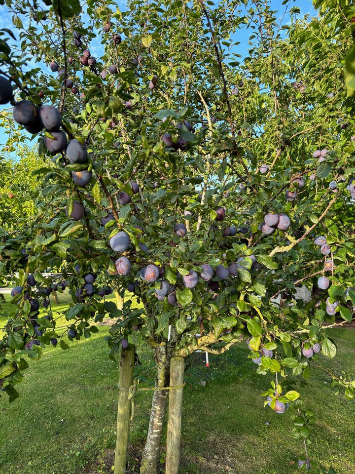 Foto 65 van Dijkweg 199