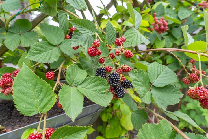 Foto 41 van Zwaluwstraat 116