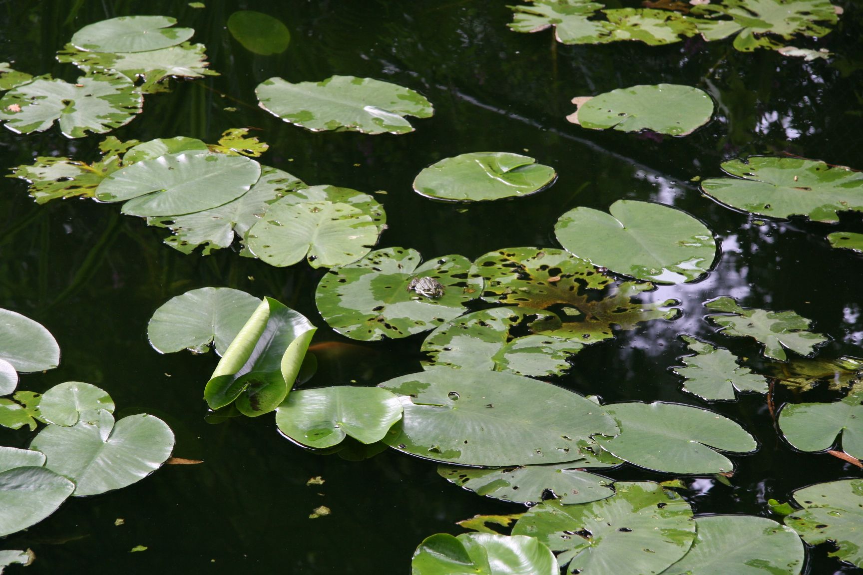 Foto 45 van Tatralaan 11