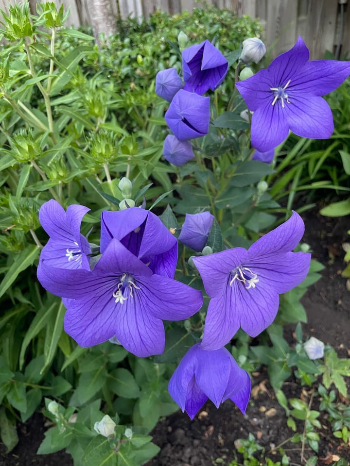 Photo 31 of Kleine Beerpad 43