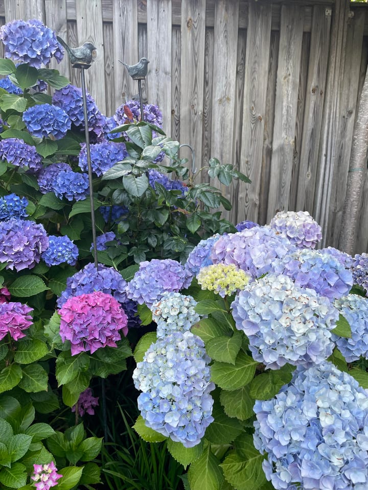 Photo 33 of Kleine Beerpad 43