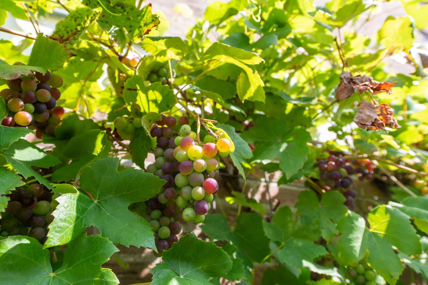 Photo 64 of Strammerboogh 35