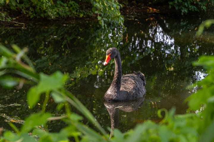 Foto 12 van Dijkweg 211