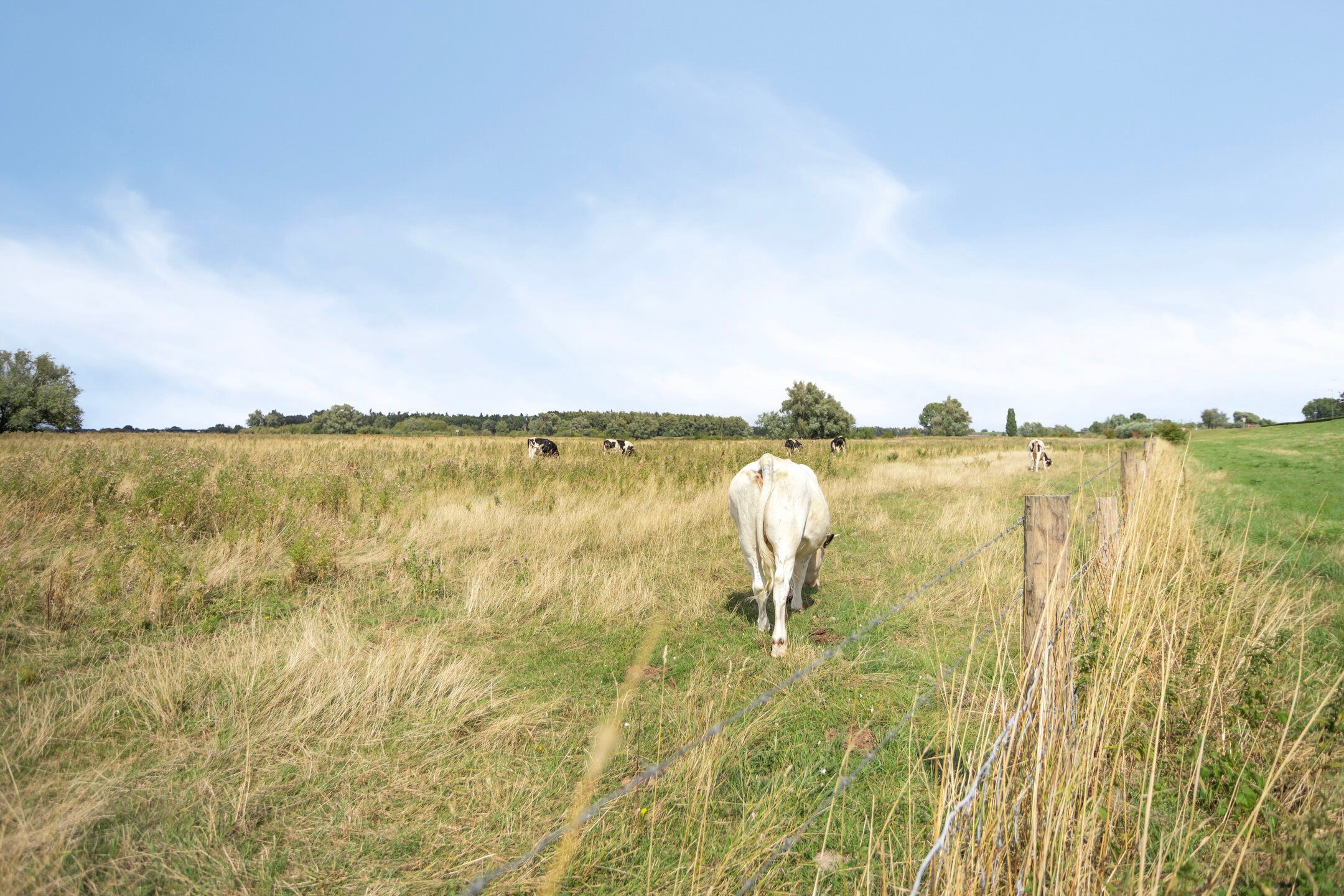 Foto 27 van Schout van Doernestraat 40